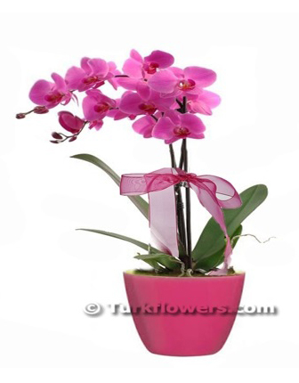 pink-colorful-double-orchid